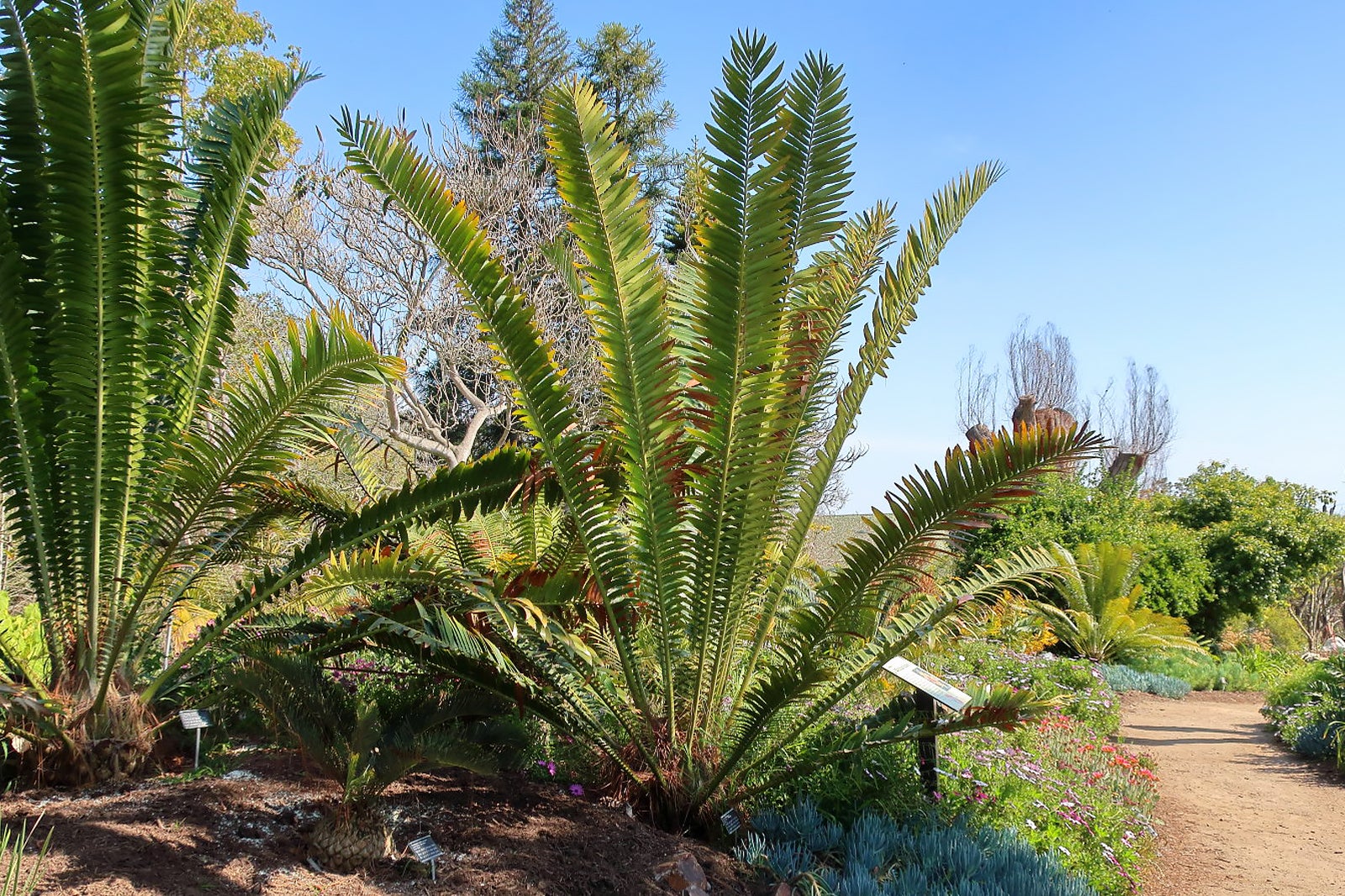 San Diego Botanic Garden - Explore Gardens Featuring Native And Rare ...