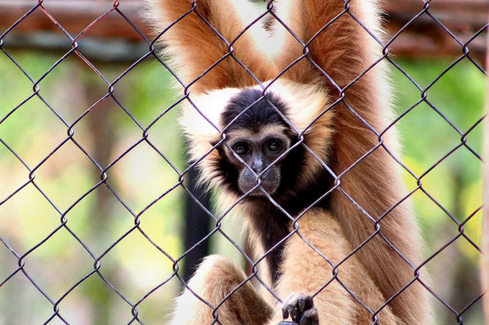 Phnom Tamao Zoo near Phnom Penh Phnom Penh Attractions Go Guides