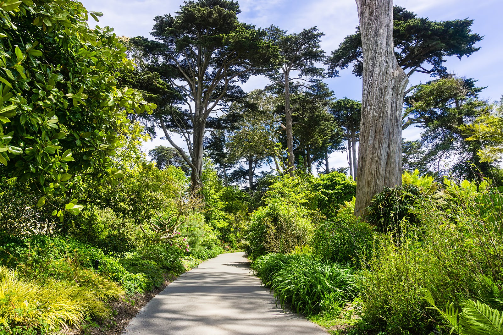 are dogs allowed in sf botanical gardens