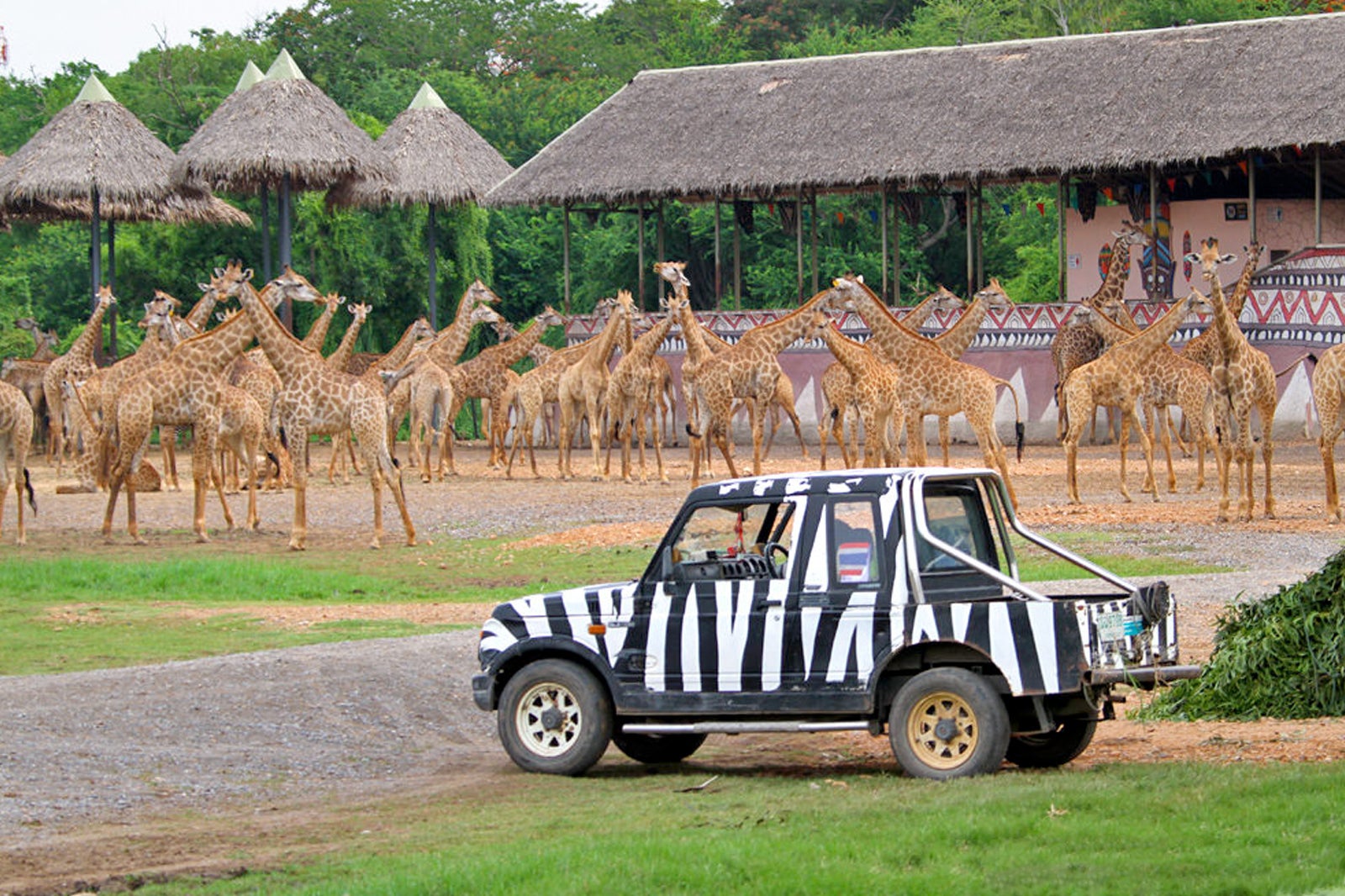 safari park with car