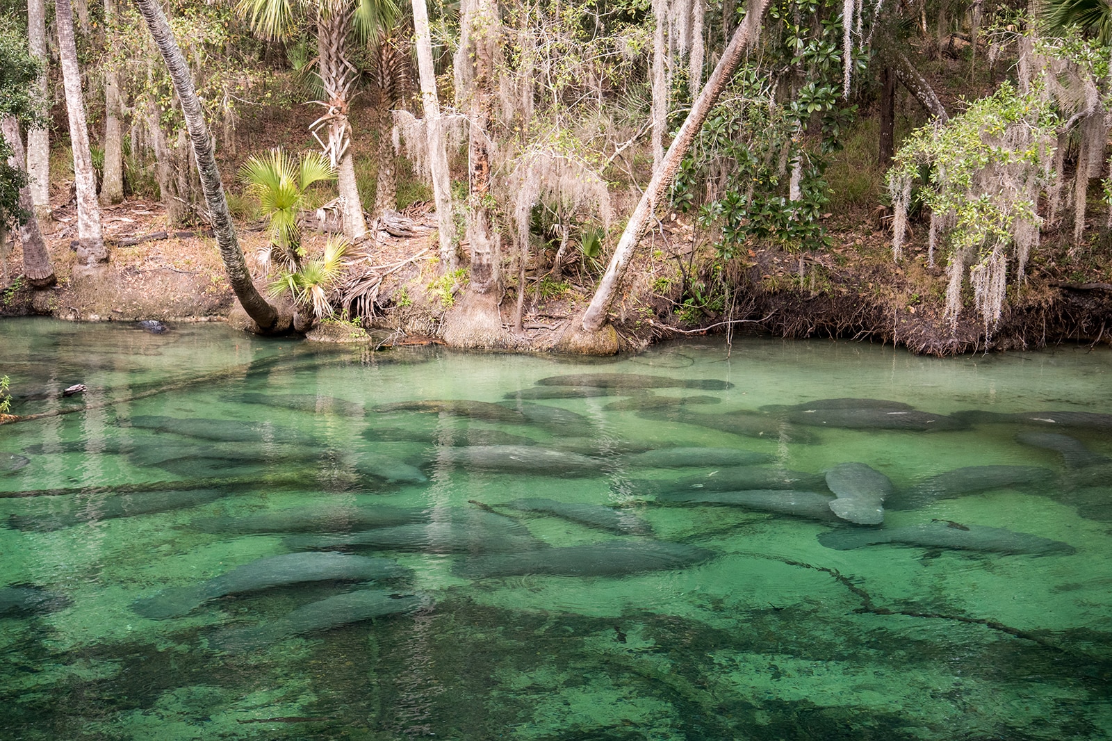 Blue Spring State Park