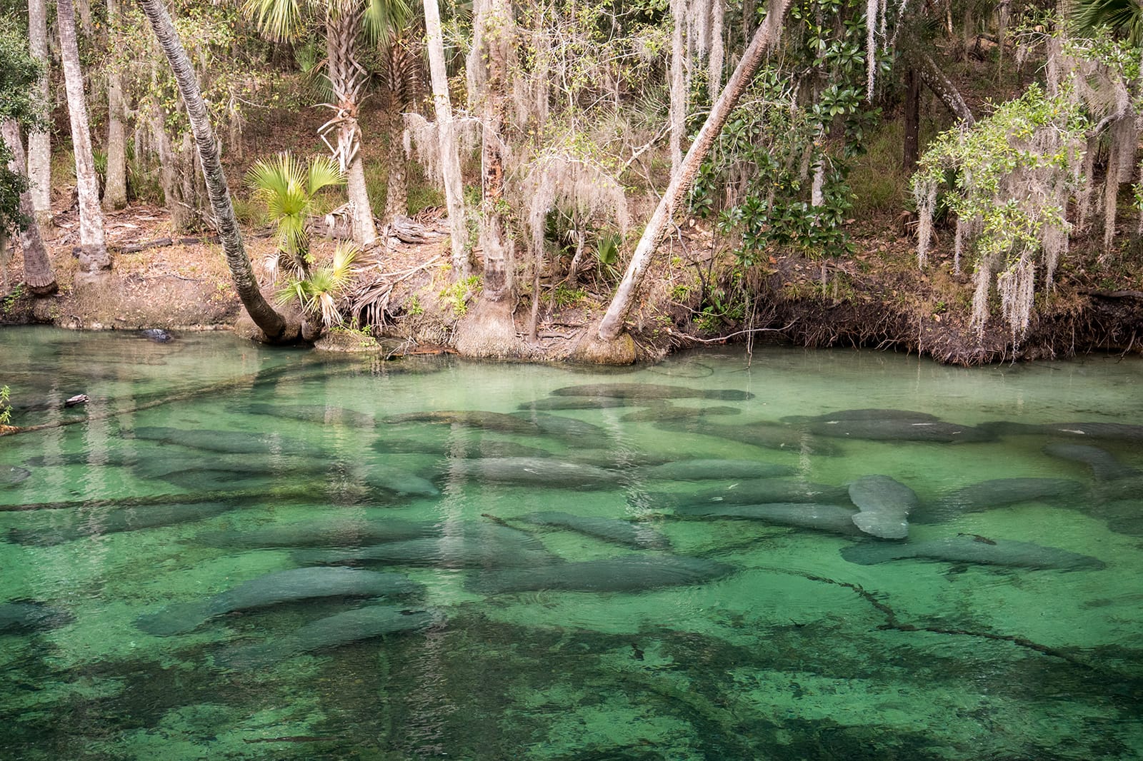 Blue Spring State Park - Florida State Park Near Orlando - Go Guides