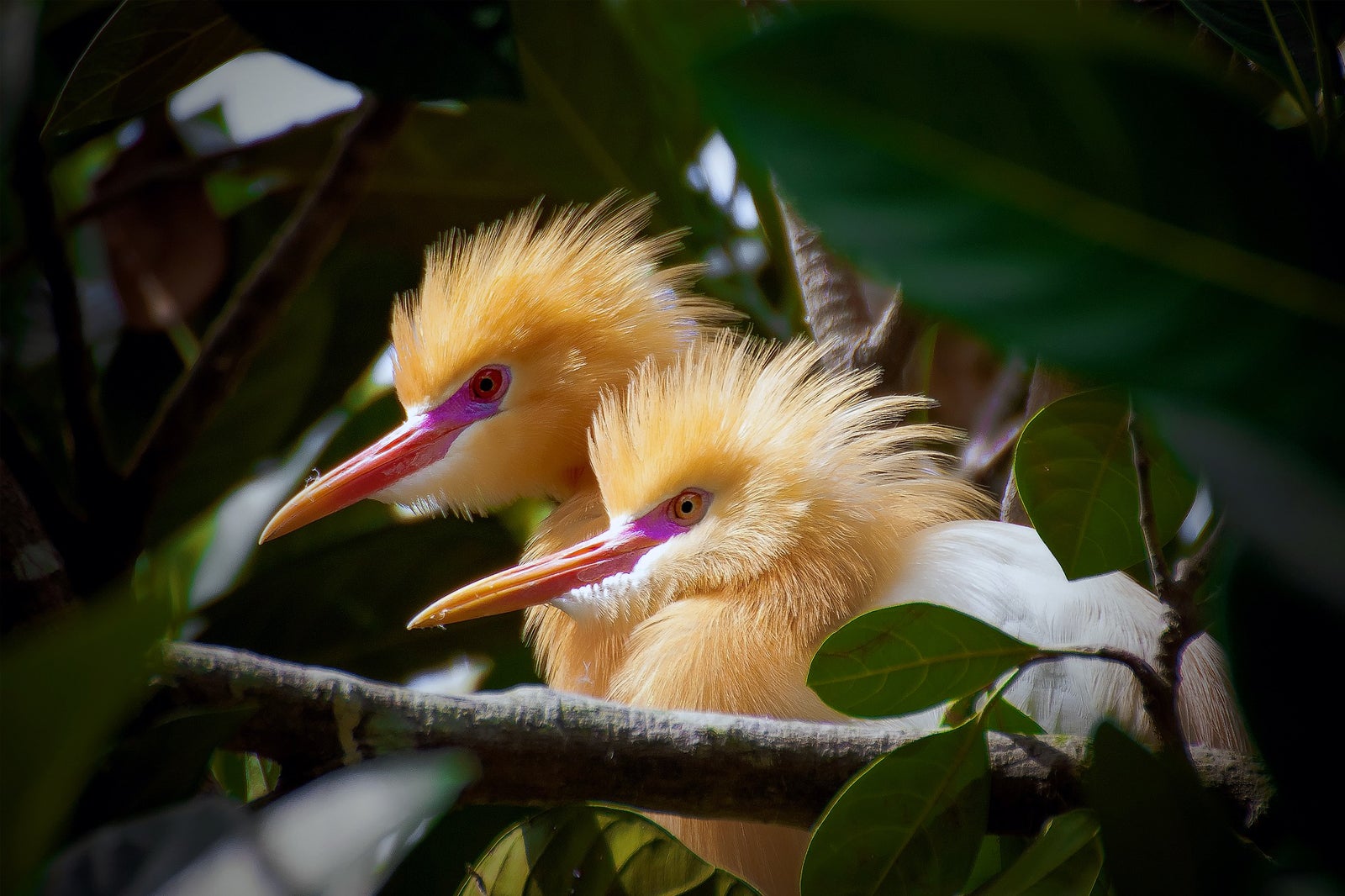 birding tours in bali