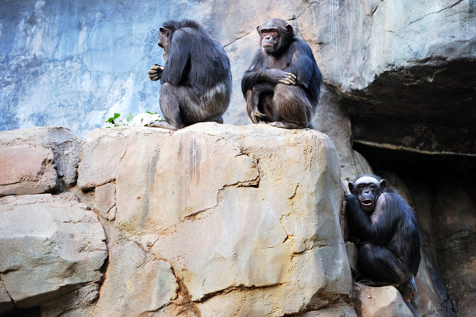 Los Angeles Zoo An Oasis For Wildlife In An Urban Jungle Go Guides