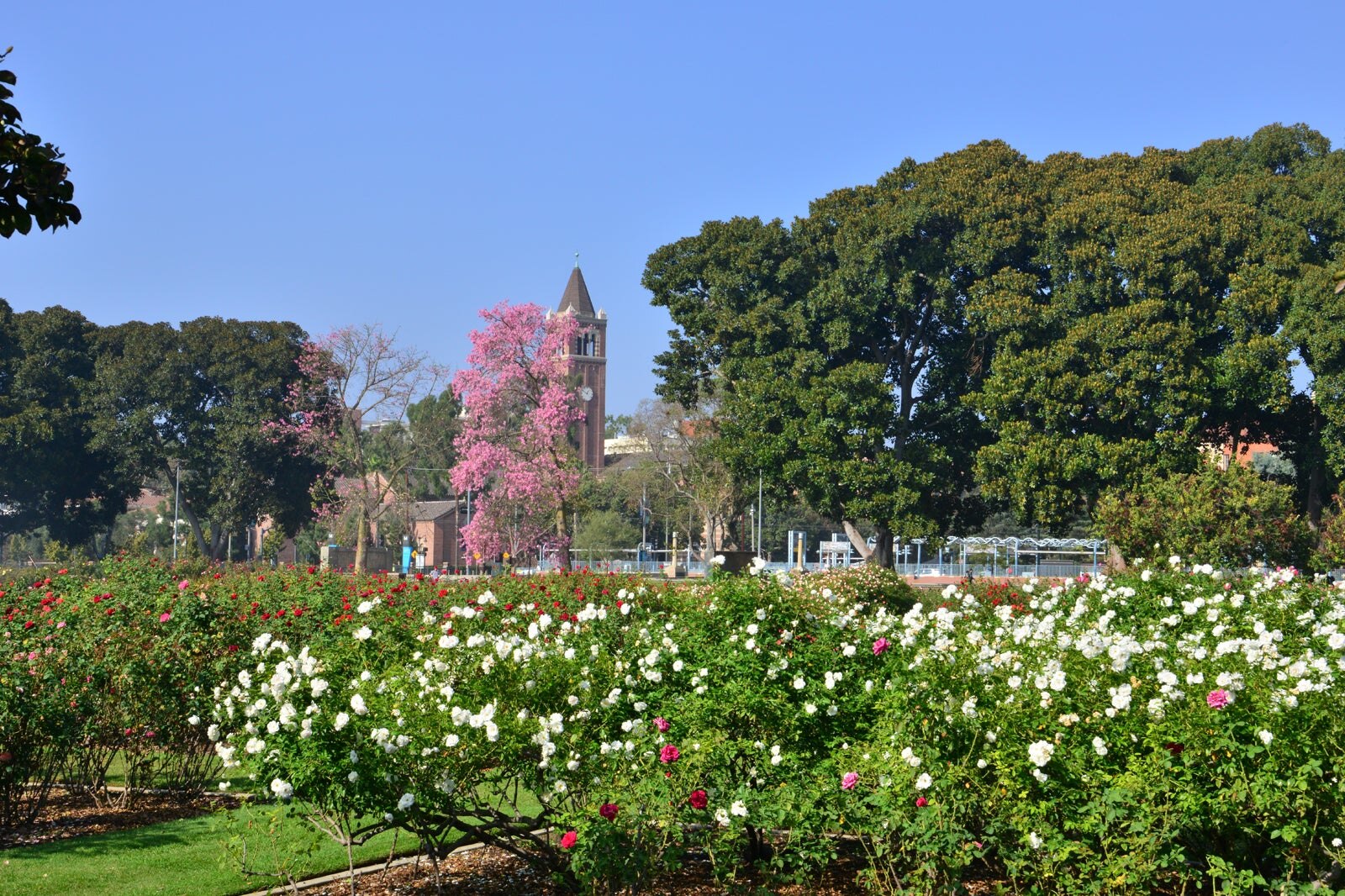 Rose Garden - Descanso Gardens