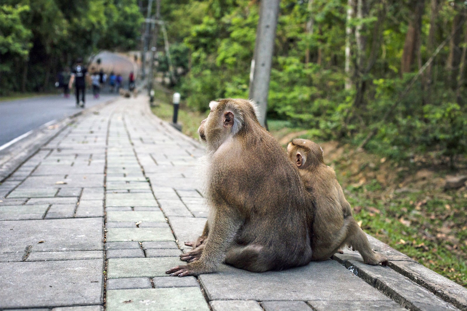 Monkey Hill in Phuket - Khao Toh Sae Viewpoint in Phuket Town - Go Guides