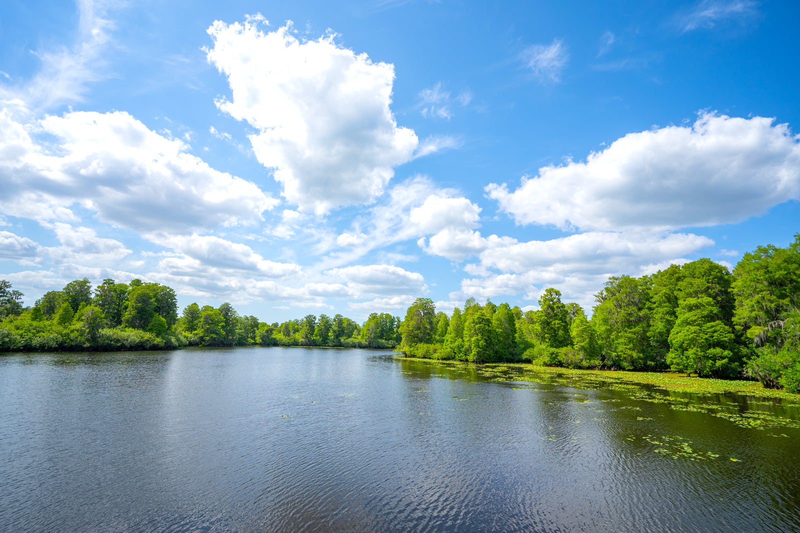 Lettuce Lake Regional Park in Tampa An Authentically Wild Adventure Go Guides