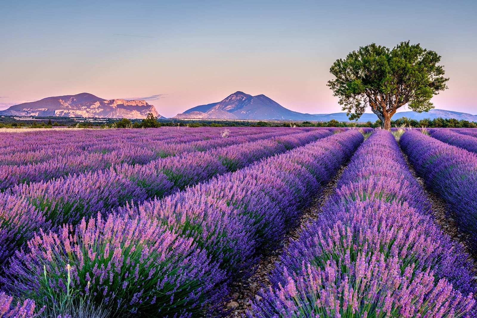 10 Best Places To See Lavender Fields In France What Are France s 10 Best Places To See Lavender Fields In France What Are France s