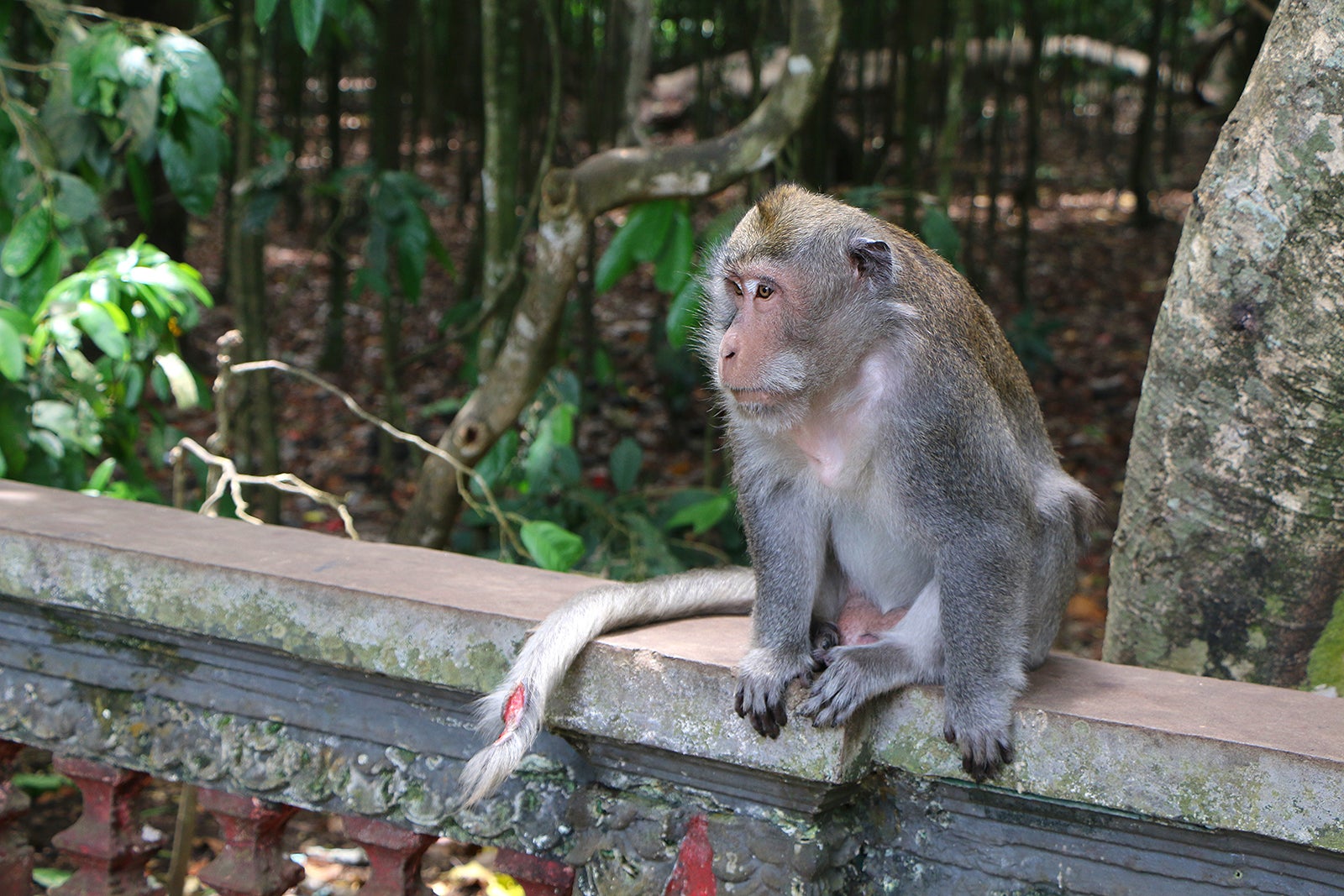 Bali Indonesia Animals : January 19 2017 Ubud Bali Indonesia Funny