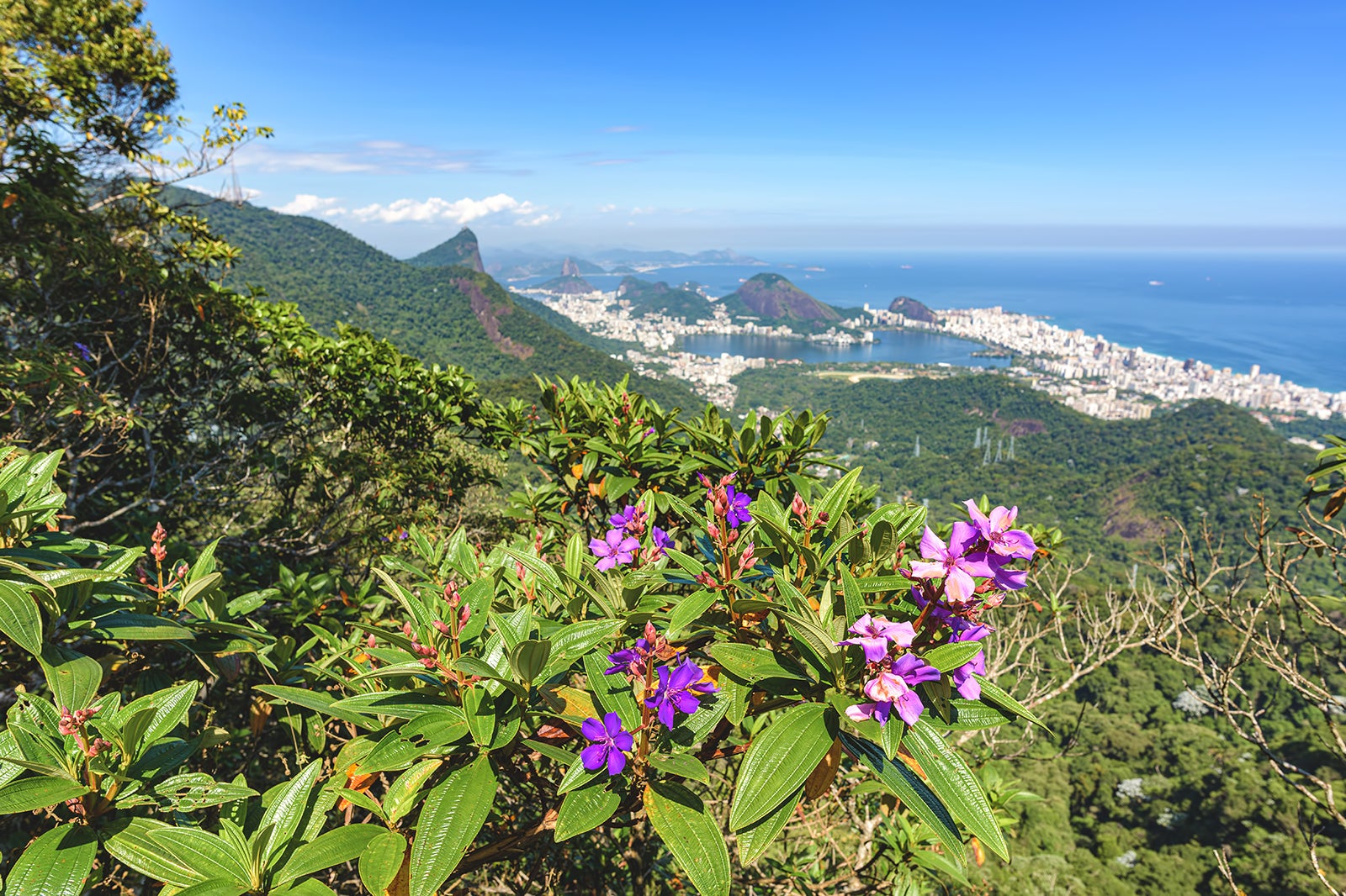 Parque Nacional da Tijuca no Rio de Janeiro - A maior floresta urbana do  mundo - Go Guides