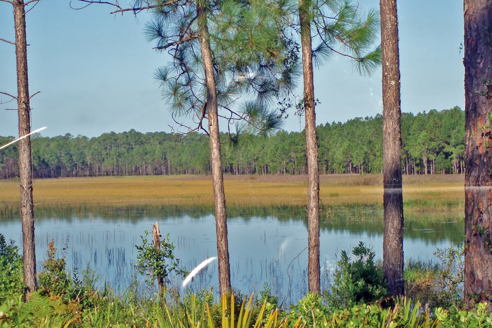 Ocala National Forest, Florida Ocala National Forest, Florida