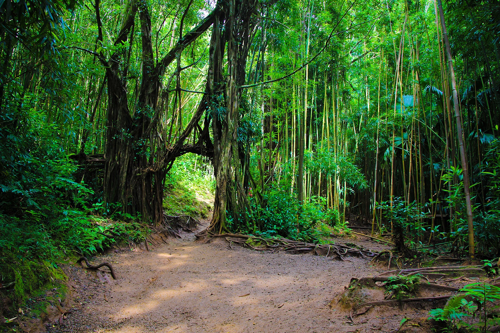 Manoa Falls Trail in Honolulu A Pleasant Rainforest Hike to Cascading