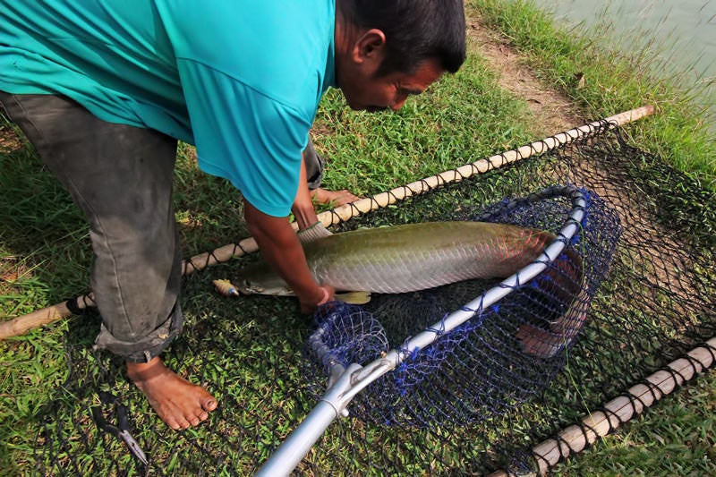 BKK Fishing Park - Fishing for River Monsters Near Bangkok