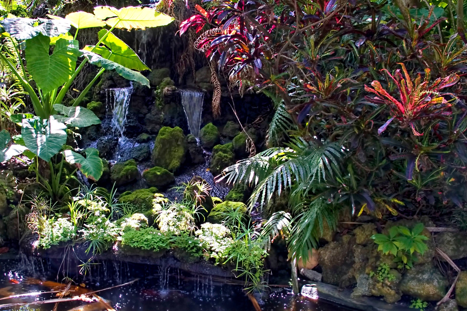 Sunken Gardens In St. Petersburg-clearwater - Experience The Beauty Of 