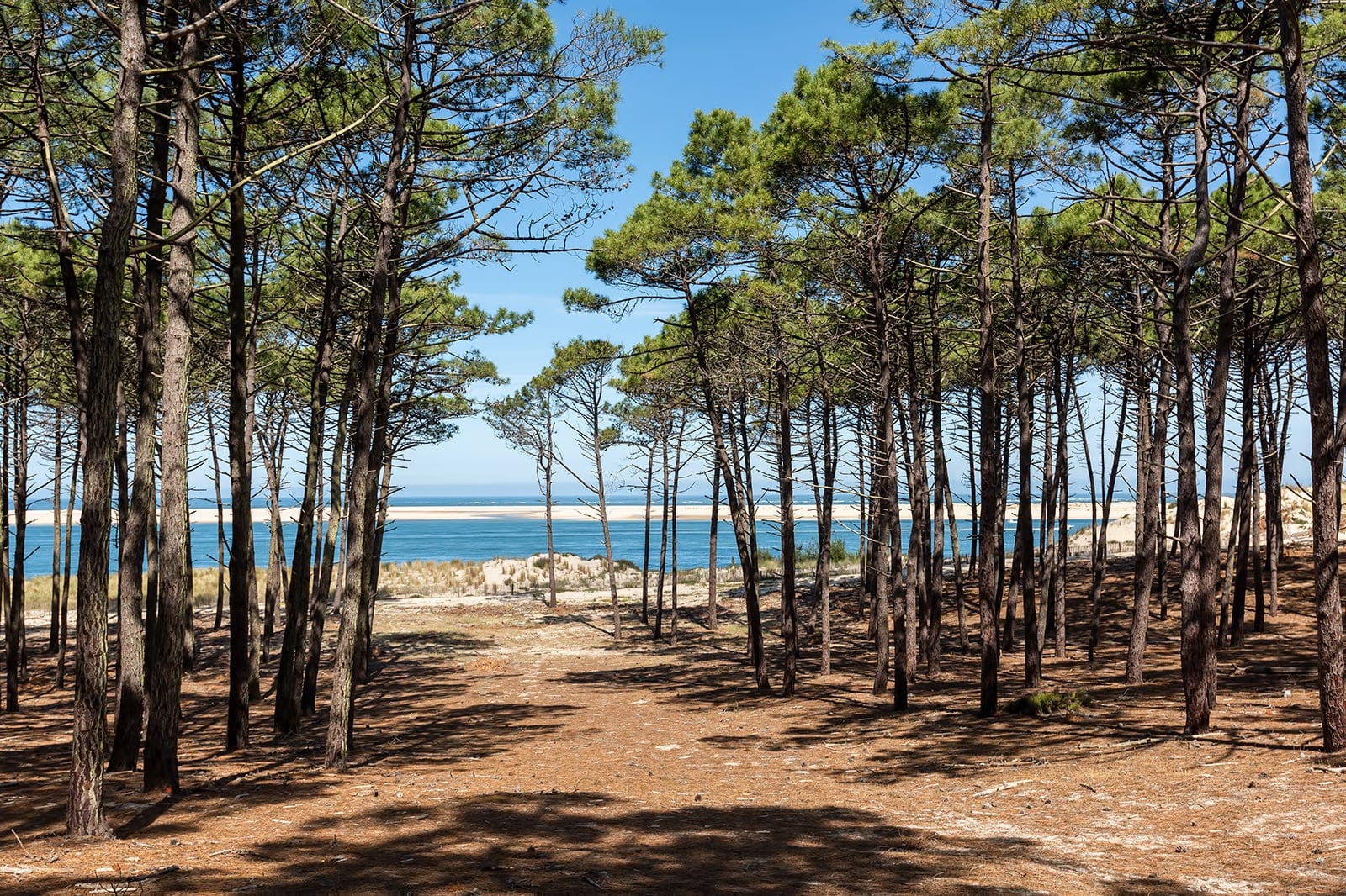 Les 10 Meilleurs Choses Faire Dans Les Landes La D couverte Des les-10-meilleurs-choses-faire-dans-les-landes-la-d-couverte-des