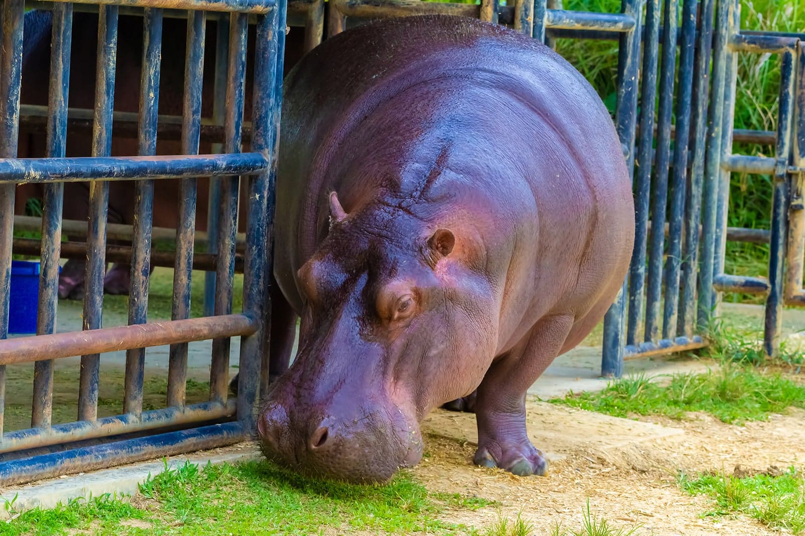 BioParque do Rio de Janeiro - Projeto de conservação e preservação da ...