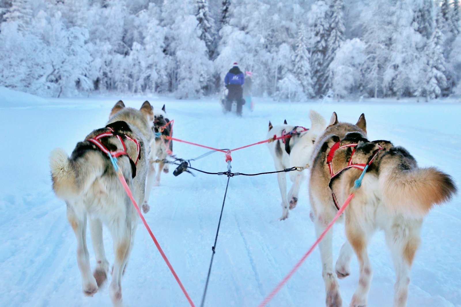 what can dogs do in quebec city