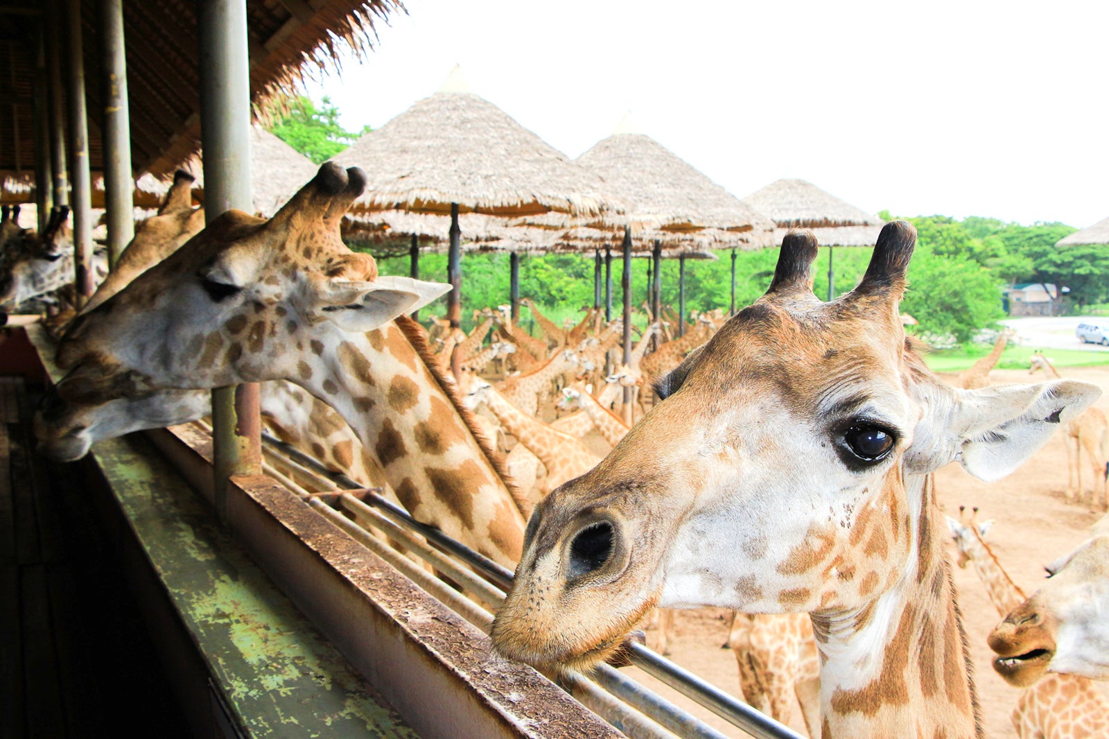 zoo safari bangkok