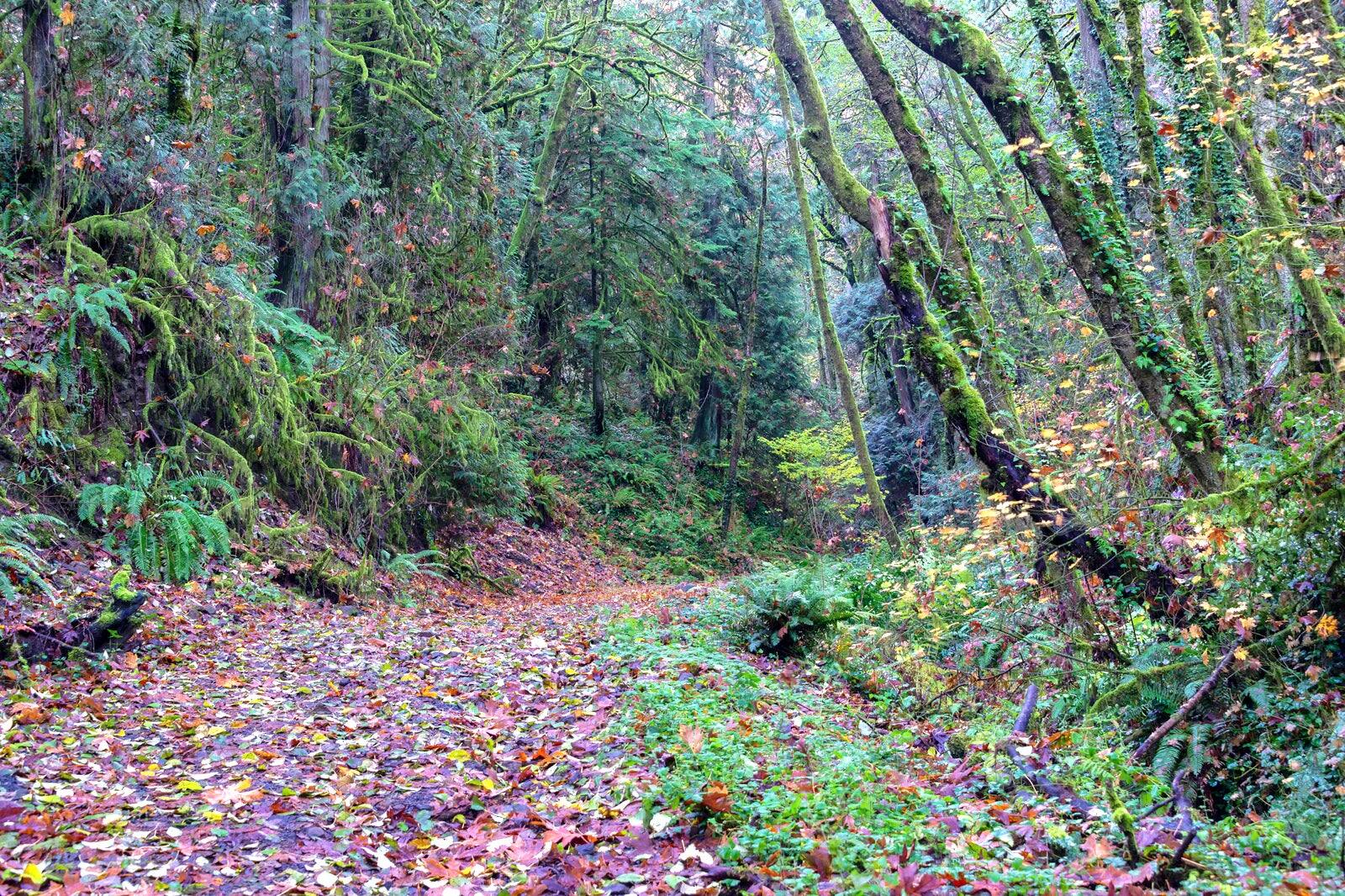 10 Best Hiking Trails Around Portland - Portland’s Most Popular Hiking ...