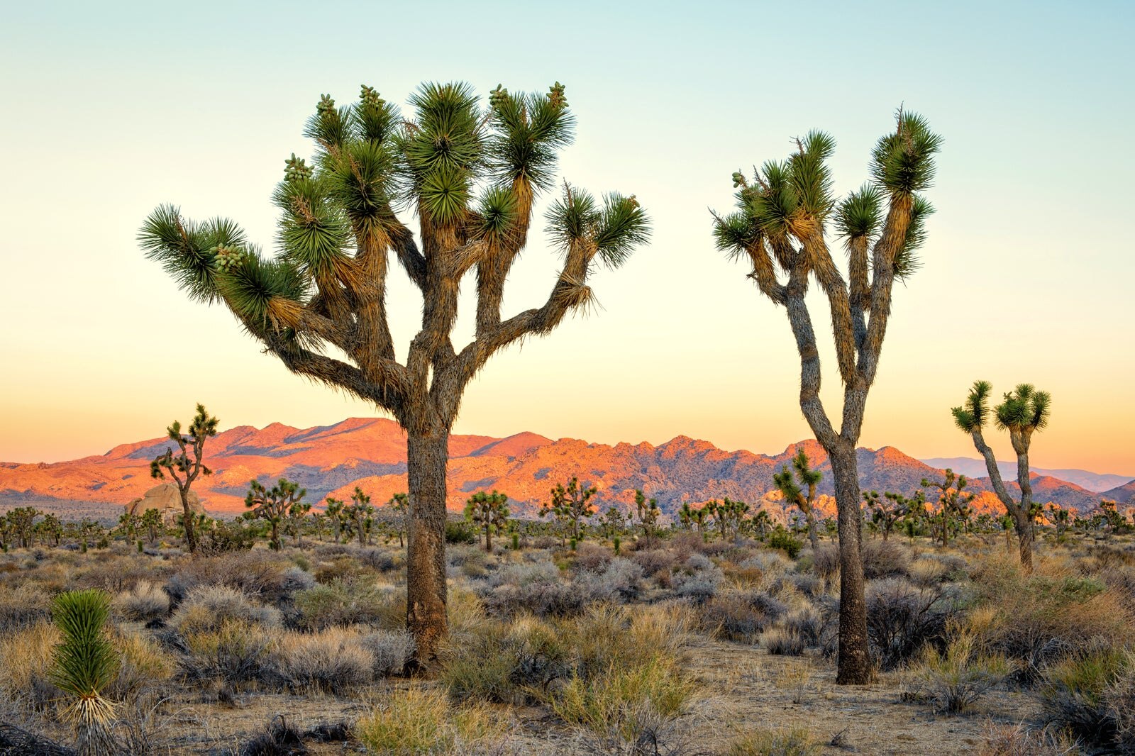 Joshua Tree National Park Vast Desert Terrain And Stargazing Spot In 