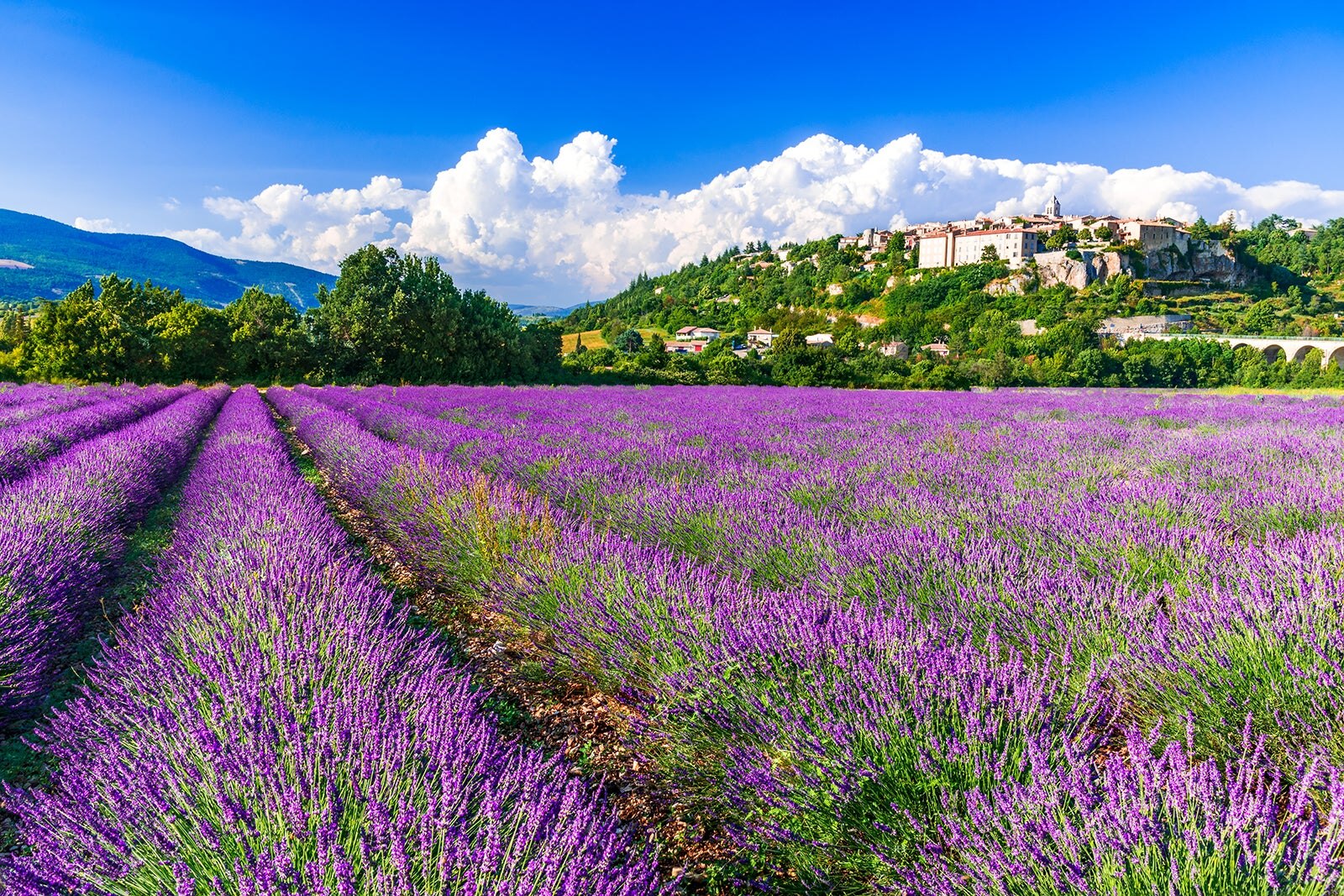 Lavender Fields Of Provence When And Where To Go TRIP MASTERY Lavender Fields Of Provence When And Where To Go TRIP MASTERY