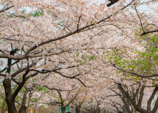 Szöul, Dél-Korea