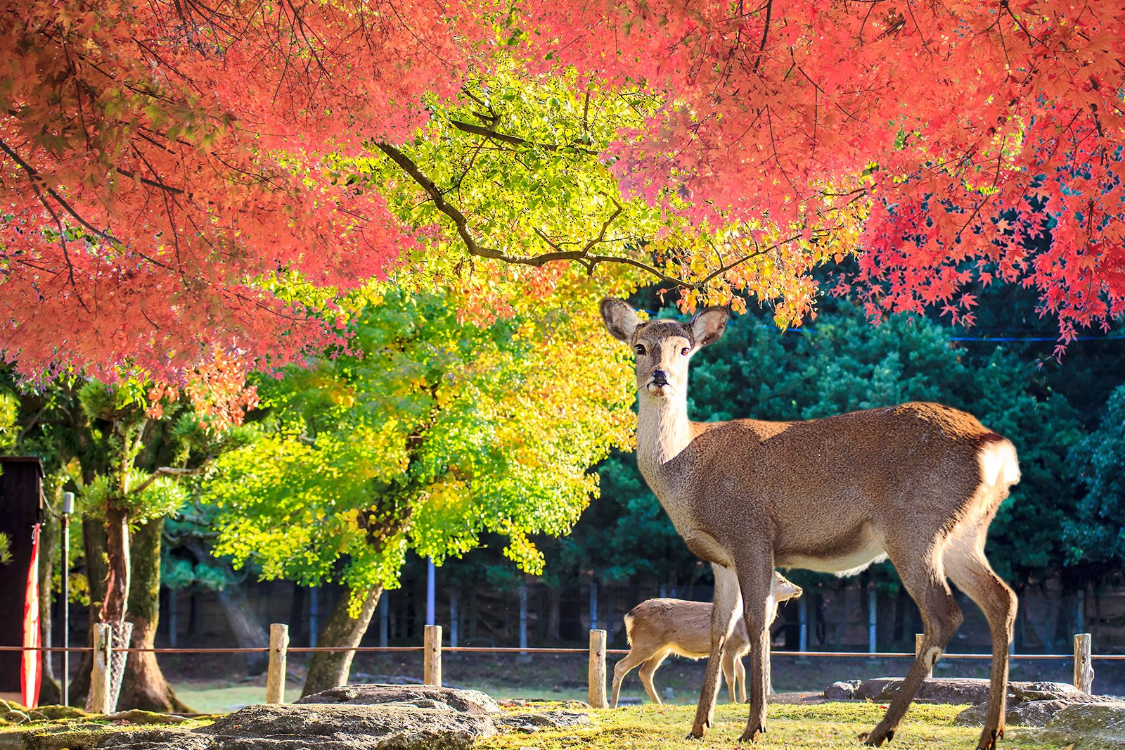 13-best-things-to-do-in-nara-what-is-nara-most-famous-for-go-guides