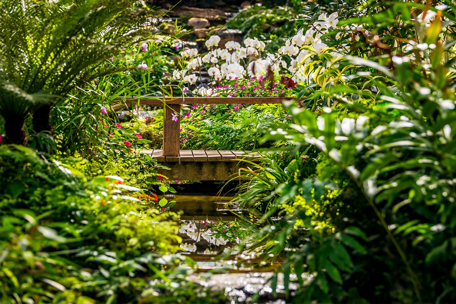 National Orchid Garden In Singapore Singapore Attractions Go Guides