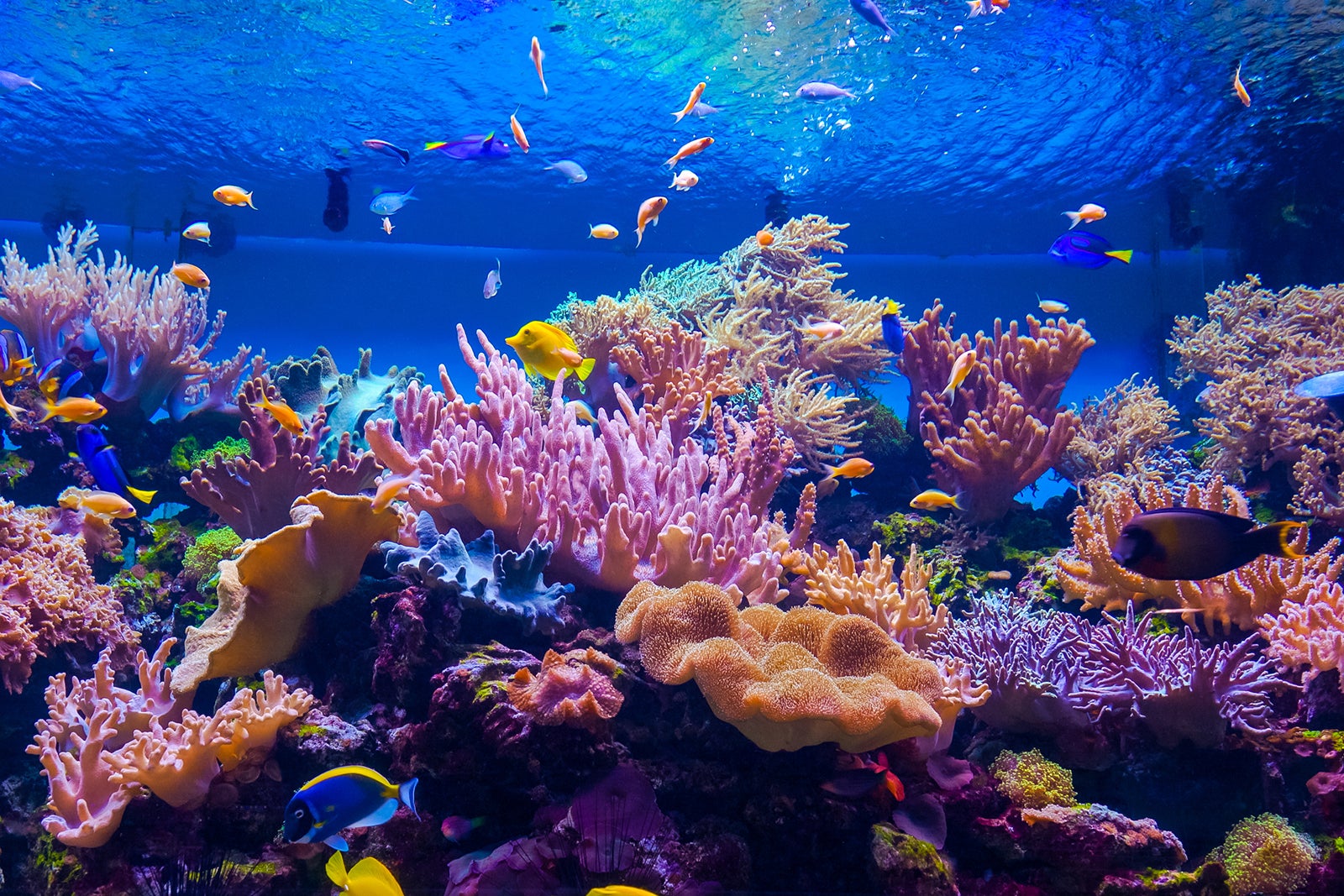 National SEA LIFE Centre Birmingham - Home to the UK’s Only 360-Degree ...