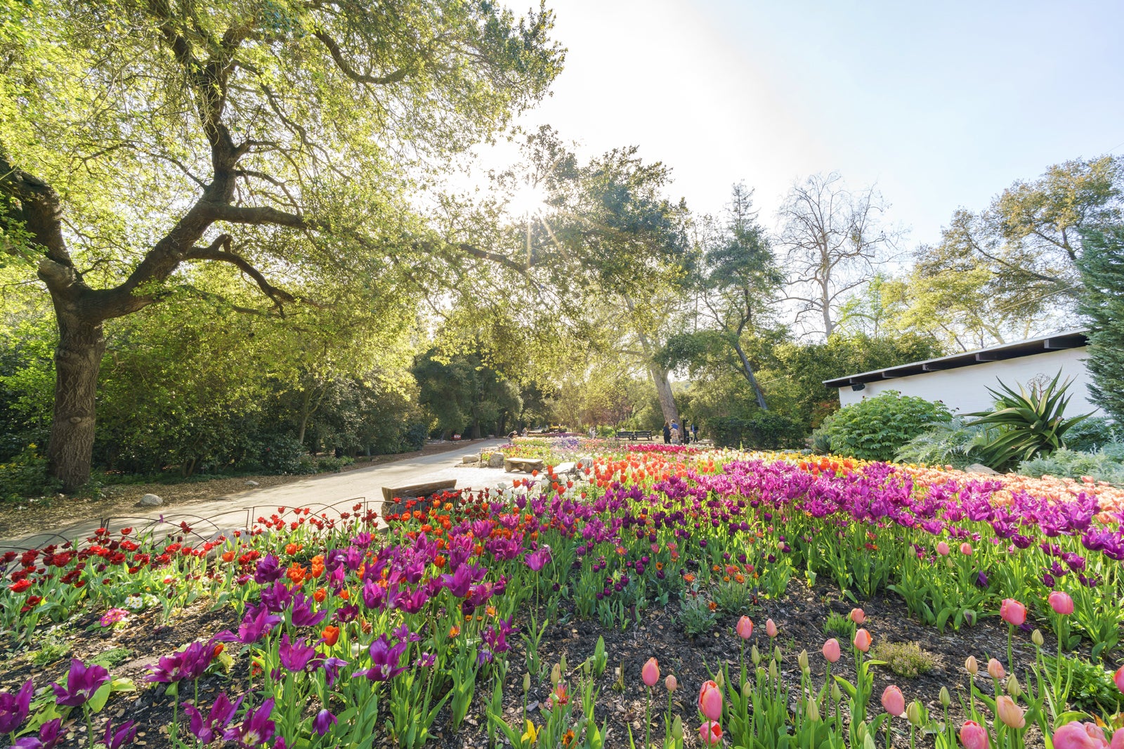 Earth Day Native Blooms Display - Descanso Gardens