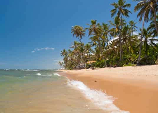Praia do Forte, Brezilya