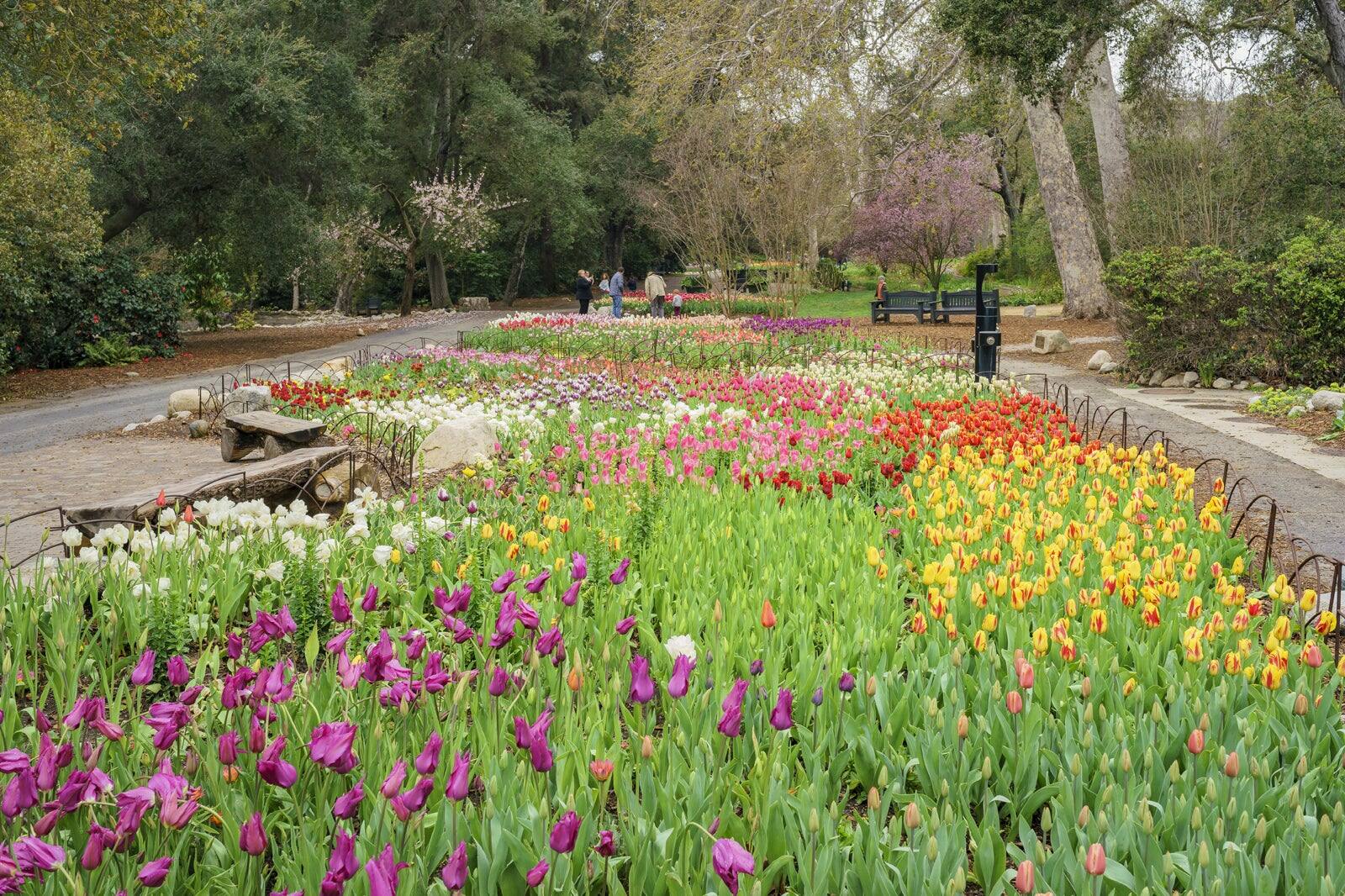 Descanso Gardens in Los Angeles See Natural and Cultural Beauty at a