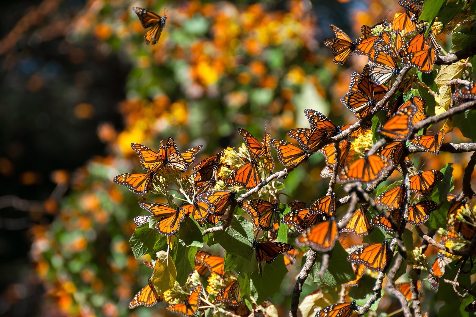 Las 10 mejores cosas que hacer en Morelia Qué hace famosa a Morelia