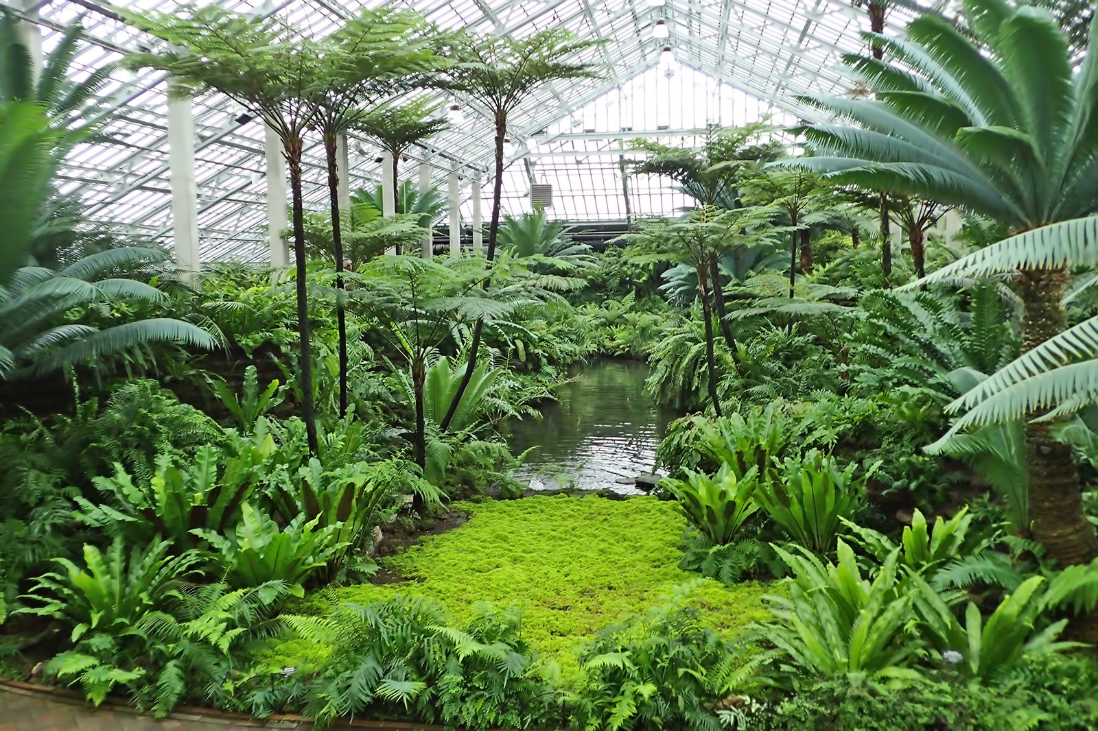 Garfield Park Conservatory in Chicago Tour a garden featuring diverse