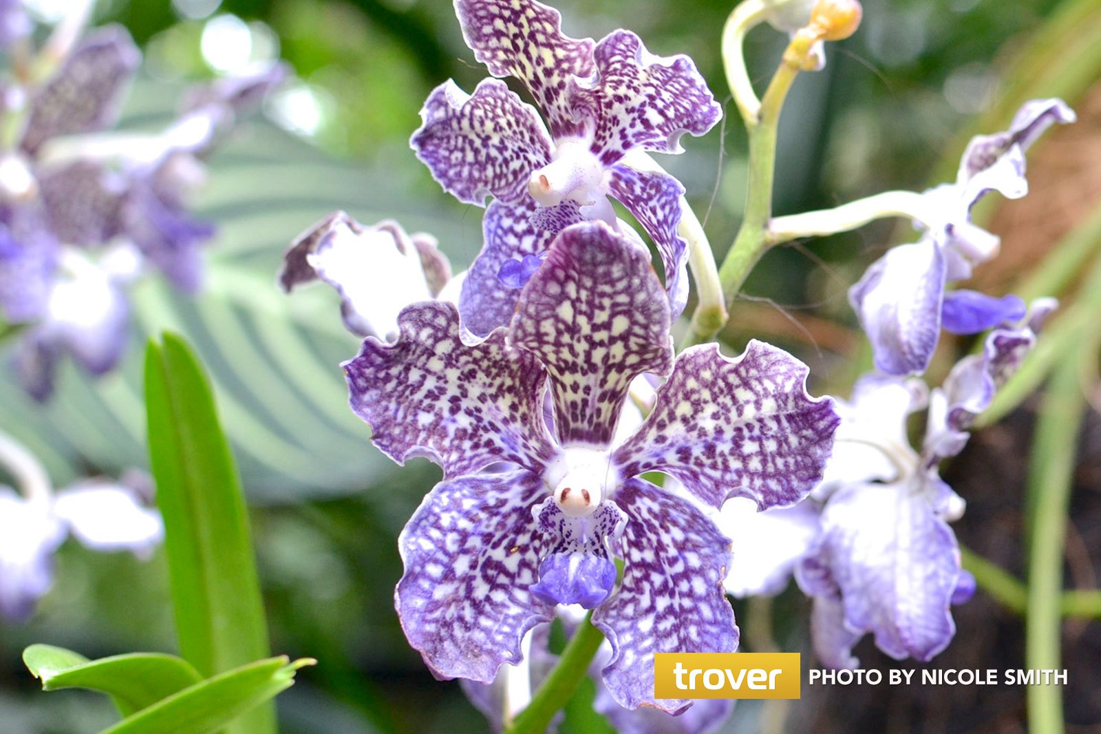 National Orchid Garden In Singapore Singapore Attractions