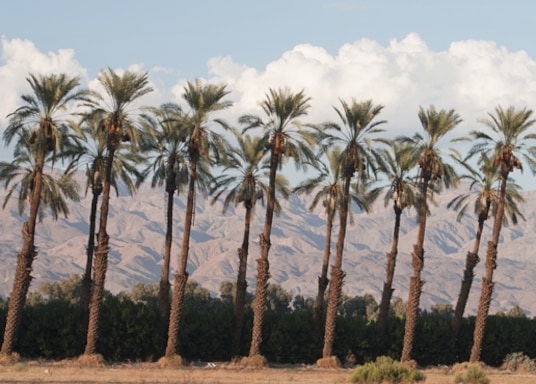 Indio, California, United States of America