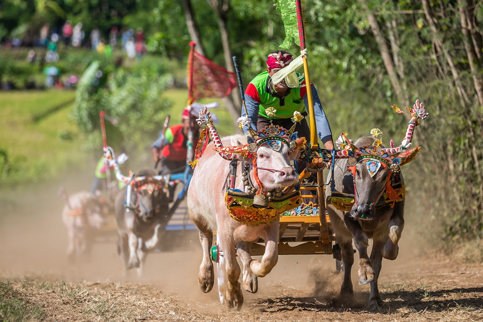 buffalo tours bali