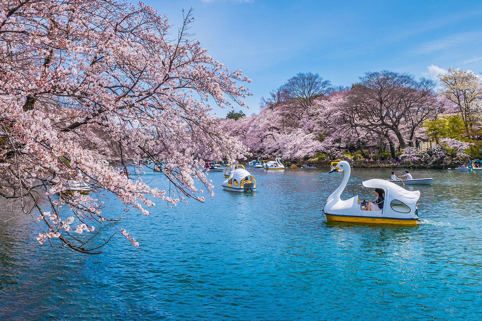 Best Things to Do and See in Tokyo in April