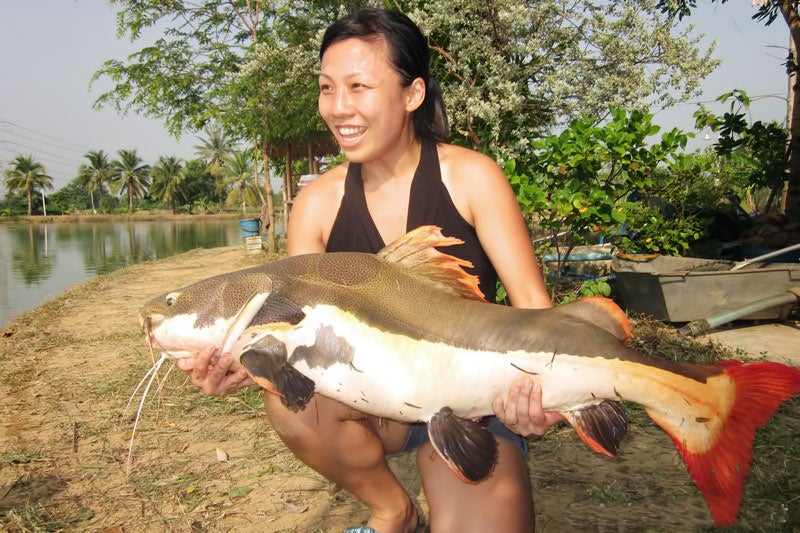 jeremy wade redtail catfish