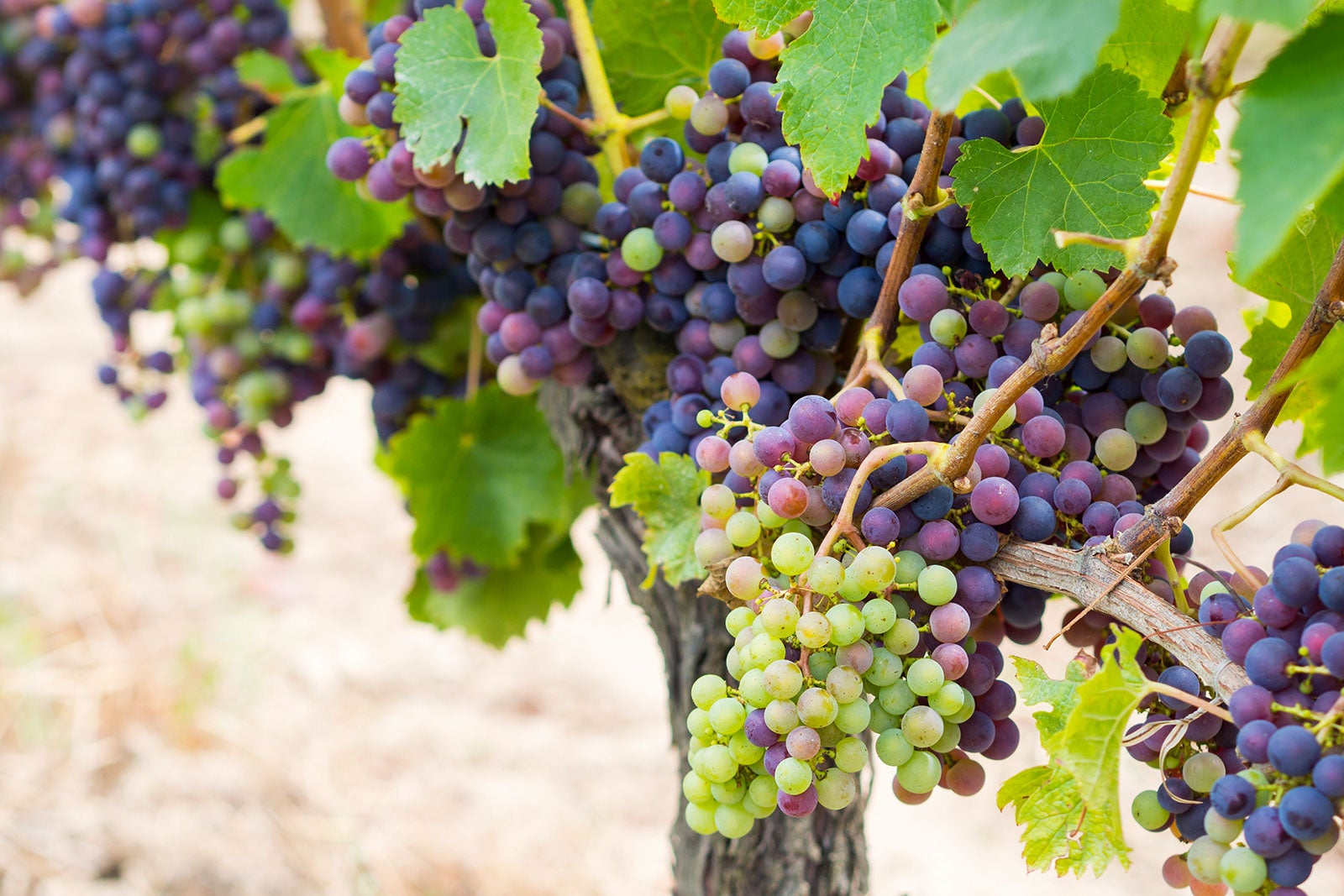 10 Best Bordeaux Vineyards Wineries Where To Find Bordeaux S Finest 10 Best Bordeaux Vineyards Wineries Where To Find Bordeaux S Finest