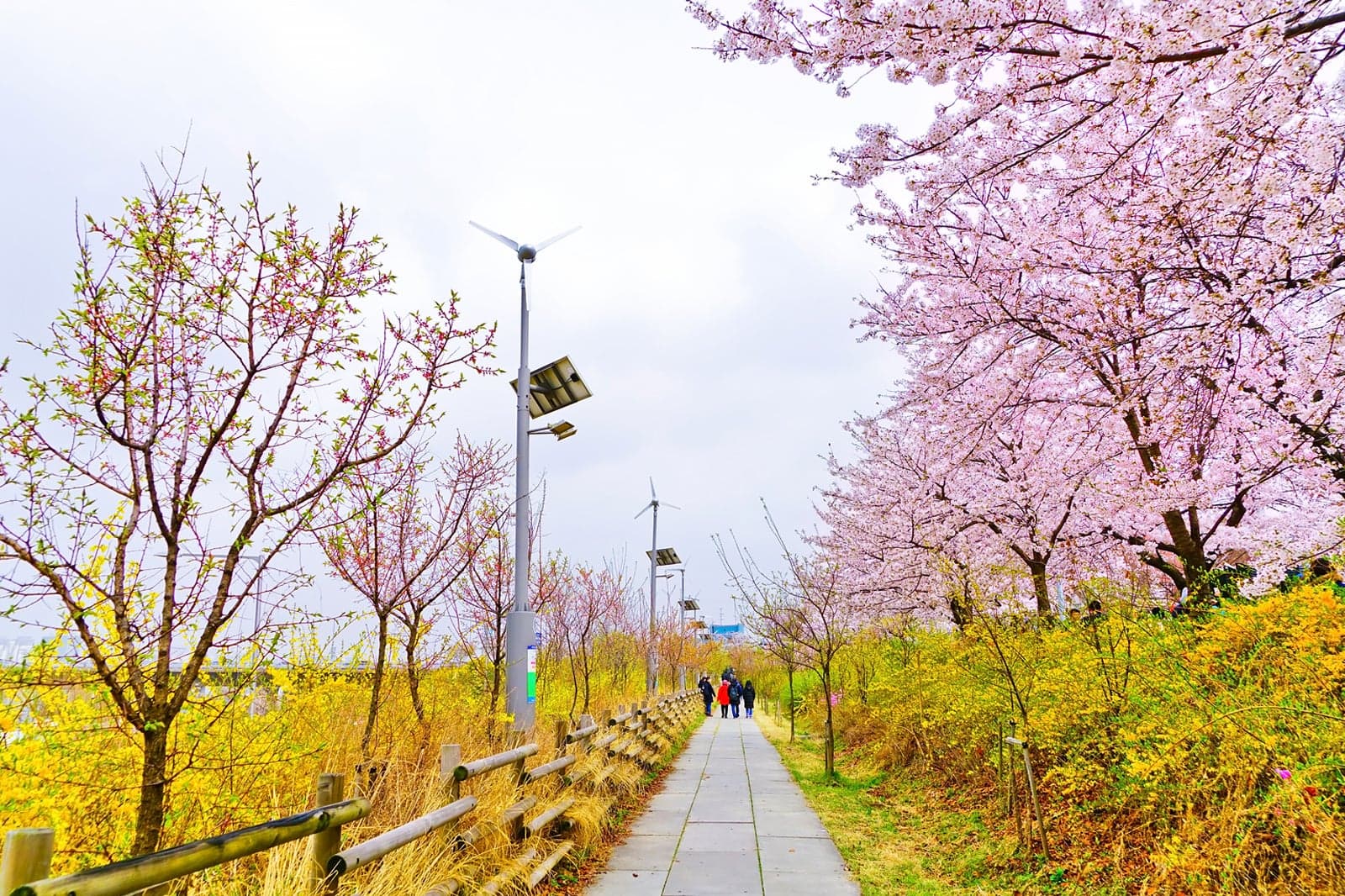 Yeouido hangang park Yeouido hangang park