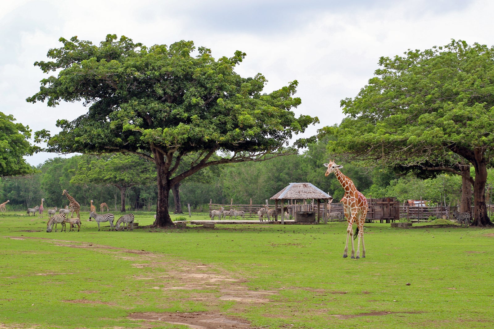 Calauit Safari Park - Game Reserve in Palawan – Go Guides