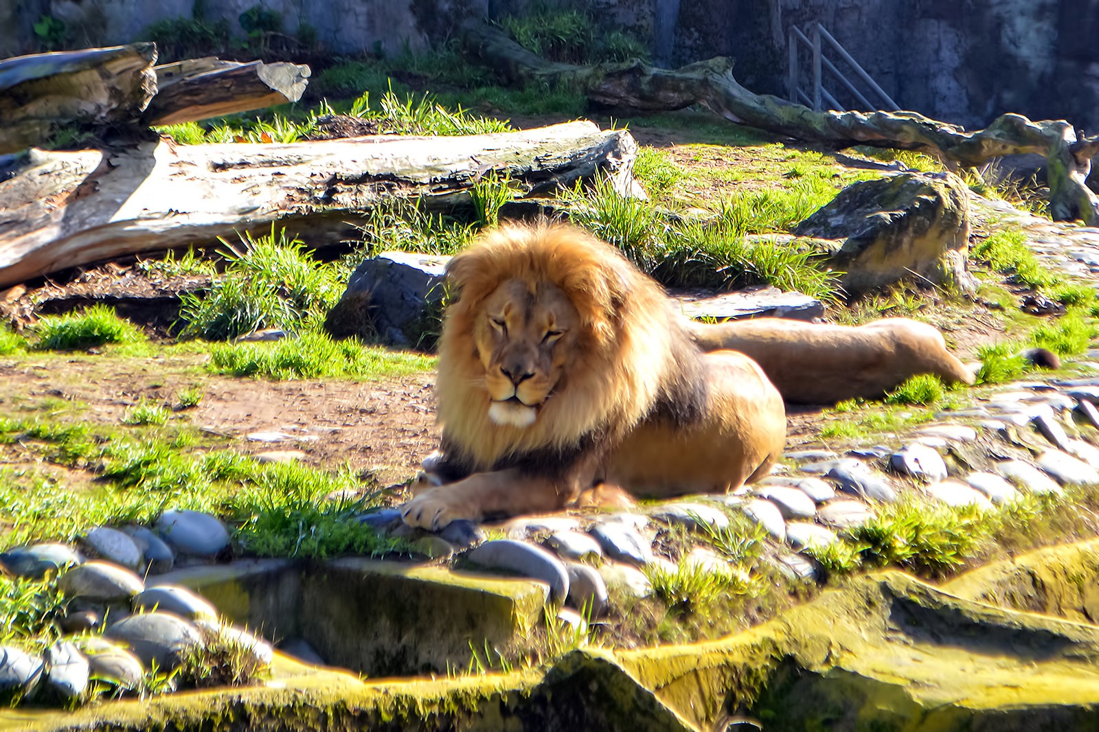 san francisco zoo safari park