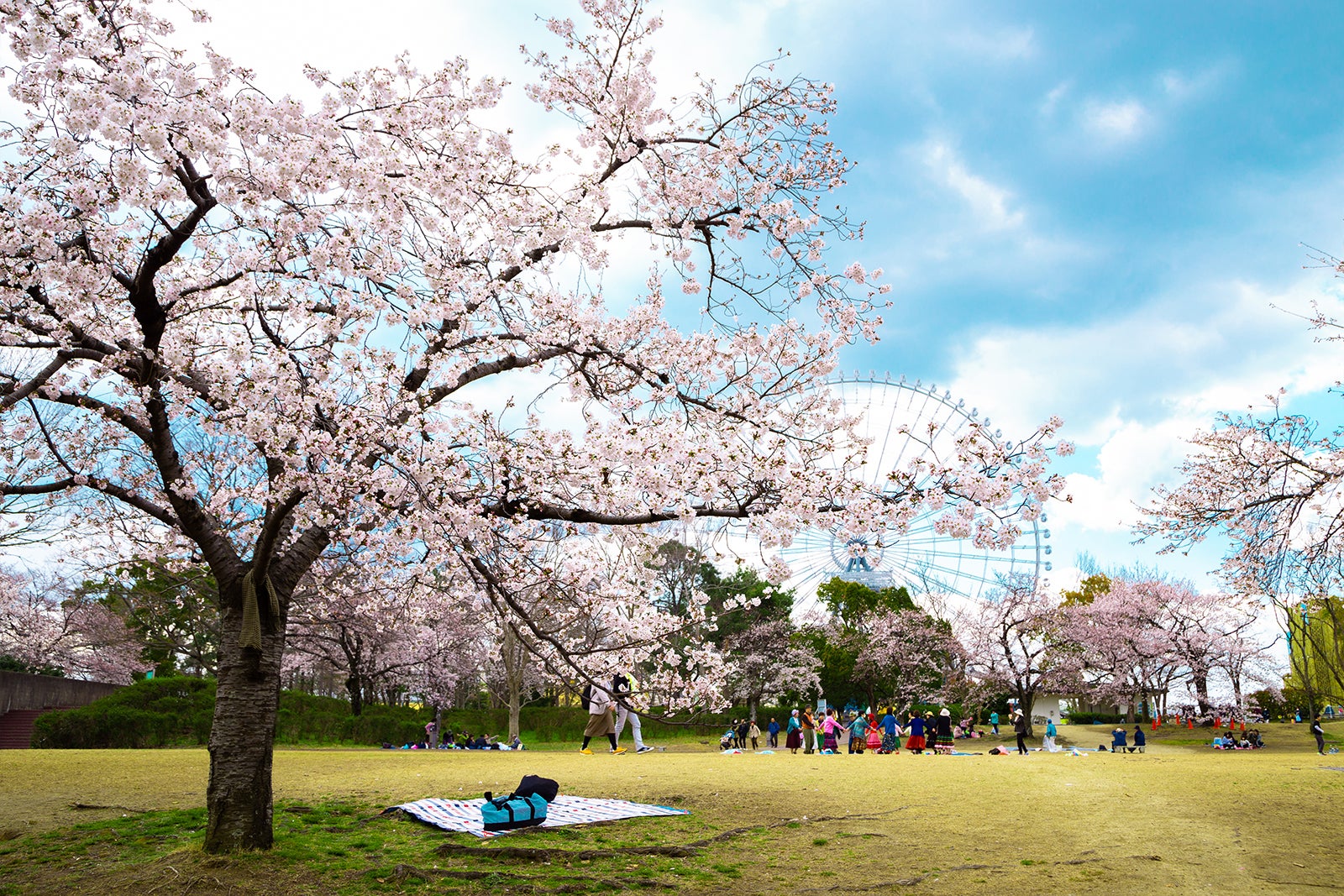 10 Best Cherry Blossom Spots in the Osaka Area - Where are Osaka's Best ...