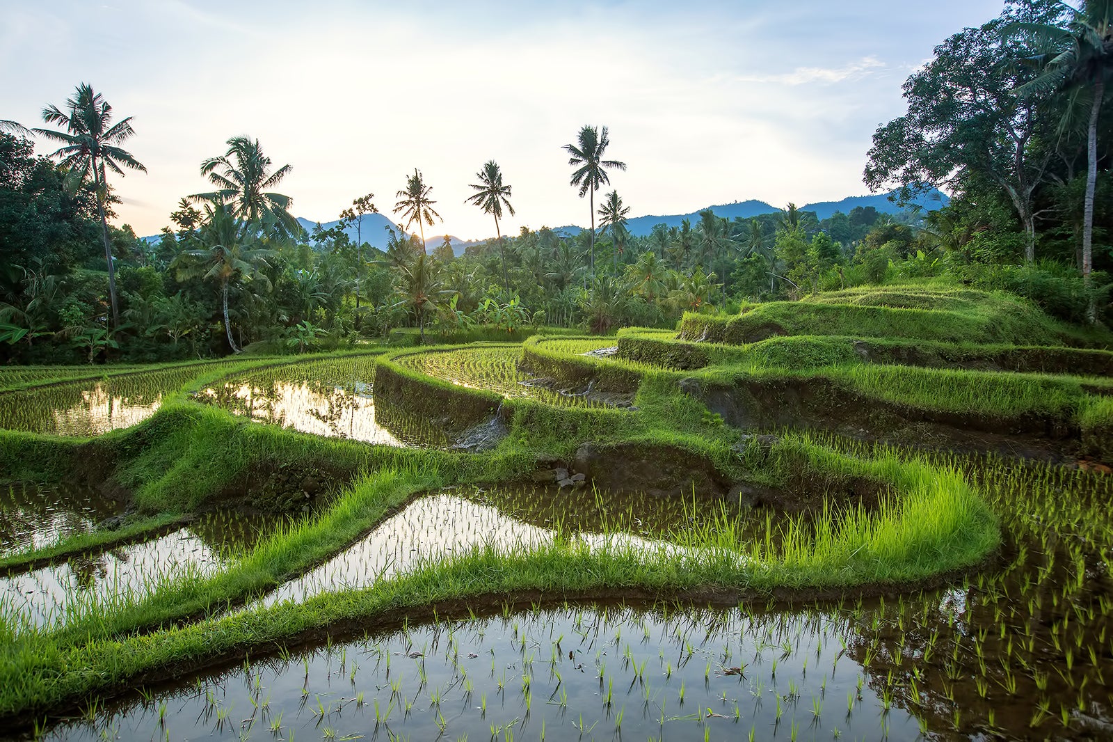 Jatiluwih Rice Terraces in Bali - Cultural Landscape Heritage Site in ...