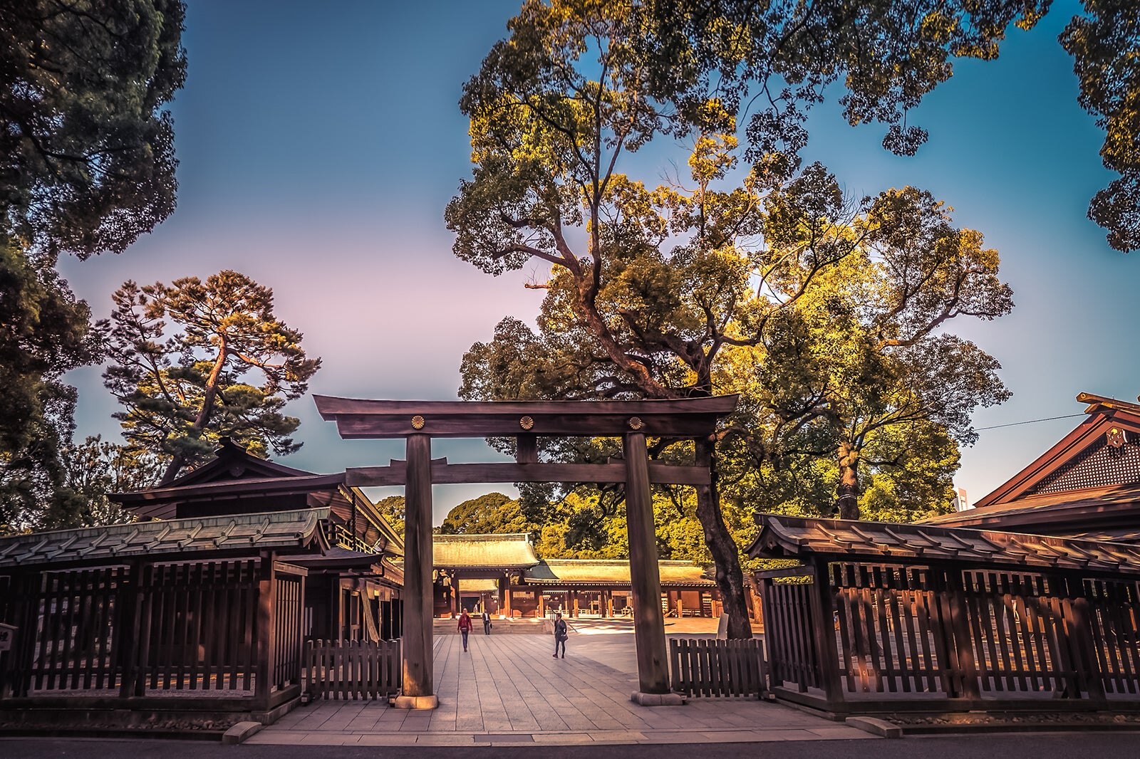 東京明治神宮 大正から今に残る 永遠の杜 Go Guides