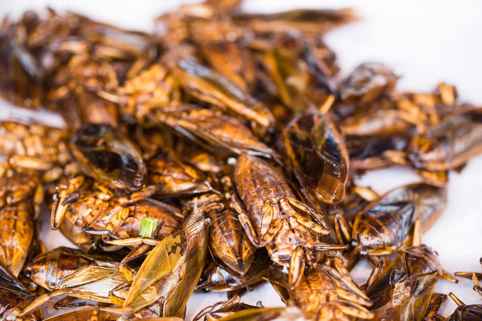 A Guide to Eating Insects in Phuket - Phuket's Edible Bugs – Go Guides