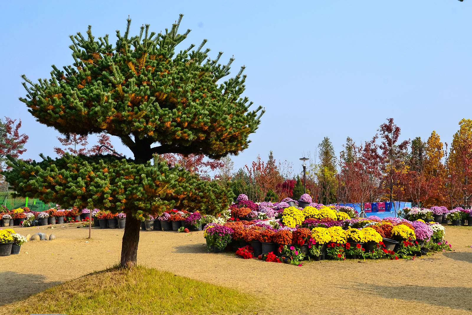 daejeon-travel-essentials-useful-information-to-help-you-start-your