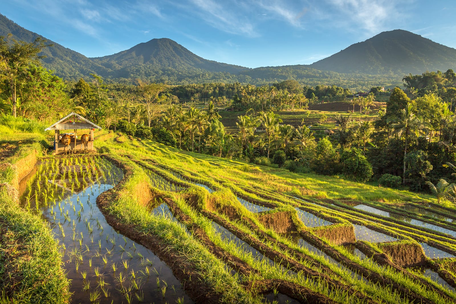8 Best Bali Rice Terraces - Most Popular Places to See Rice Paddies in ...