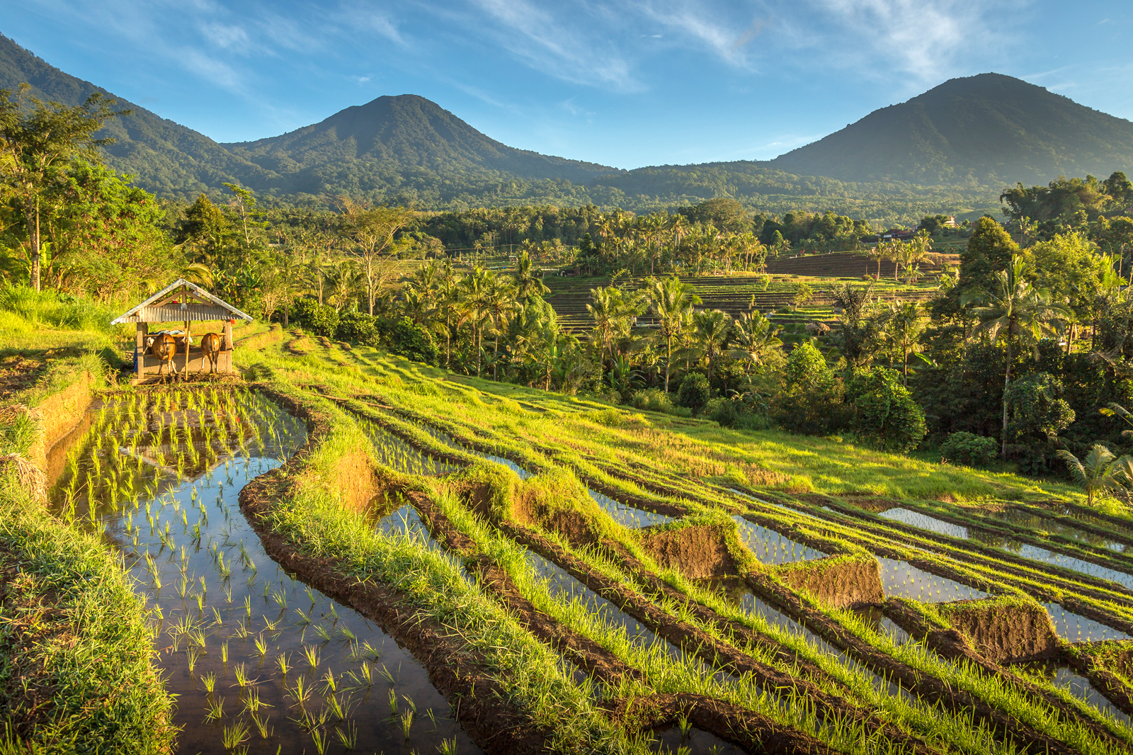 8 Best Bali Rice Terraces Most Popular Places To See Rice Paddies In 8 Best Bali Rice Terraces Most Popular Places To See Rice Paddies In